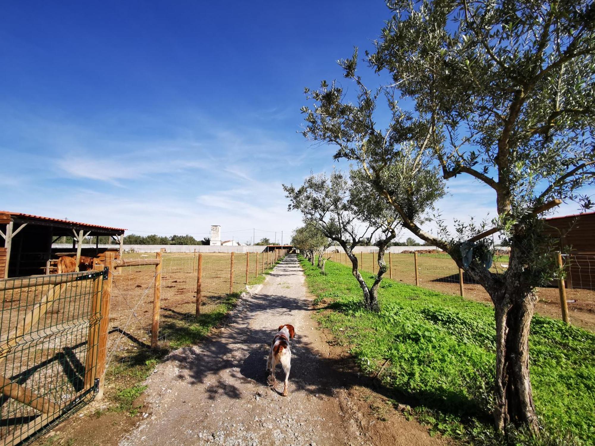 Quinta Do Louredo - Evora Villa Kültér fotó